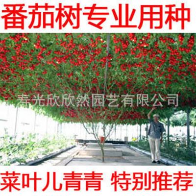 大田大棚用种 寿光菜博会专用品种 番茄树种子  产量可达8000果/棵 1粒