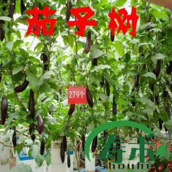 大田大棚用种 精品韩国特长王豇豆种子 白条 可达1-1.2米 豆角种子 高产 100g