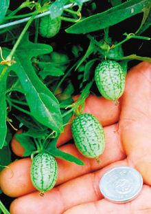 大田大棚用种 荷兰超级迷你小西瓜种子又名 拇指西瓜 种子  瓜长3cm    1粒