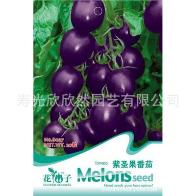 大田大棚用种 花仙子花卉种子批发 紫圣果番茄种子 约20粒装
