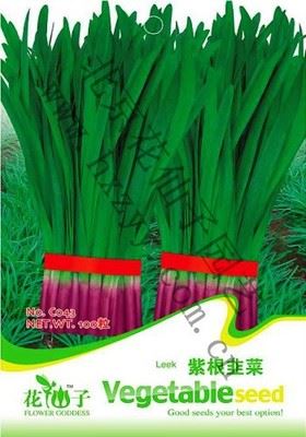 家庭种菜版块——【叶菜类】 蔬菜种子批发网 日本大叶菠菜种子 家庭有机蔬菜 春秋种植