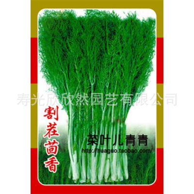 家庭种菜版块——【叶菜类】 紫叶苏 紫苏 种子/香草/阳台种菜 盆栽 蔬菜瓜水果花卉草籽