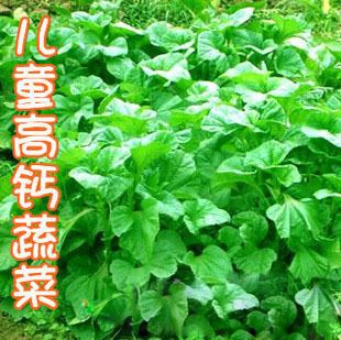 家庭种菜版块——【叶菜类】 冬寒菜种子  耐寒 20粒分装