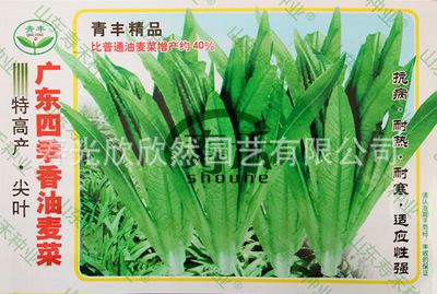 家庭种菜版块——【叶菜类】 广东四季高产香油麦菜种子 香味浓 炎热的夏季也正常生长 5g