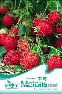 家庭种菜版块——【水果种子】 种子批发 花仙子 四季盆栽草莓种子 2015新种 50粒/袋